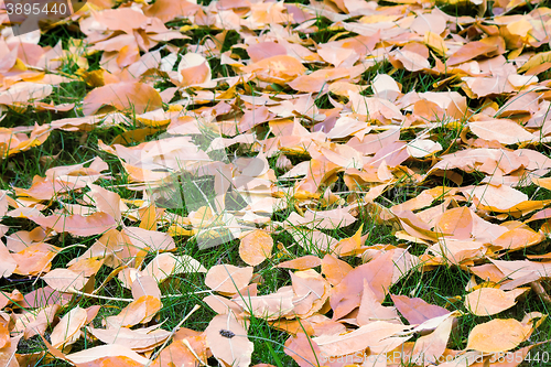 Image of Fallen red leaves of aspen on a background of green moss on the 