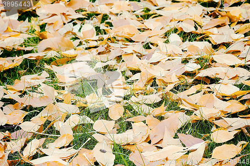 Image of Fallen red leaves of aspen on a background of green moss on the 