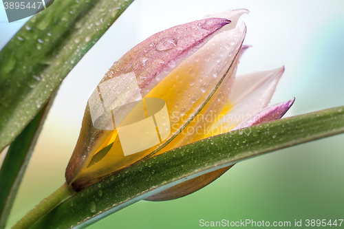 Image of Flower yellow Tulip closeup.