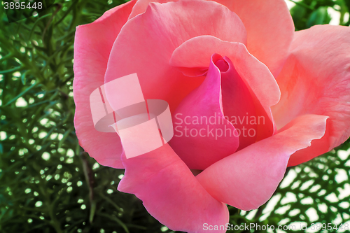 Image of Beautiful blooming rose on a background of green leaves