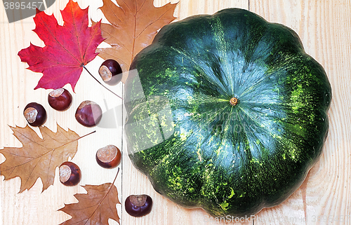 Image of Large green pumpkin, chestnuts and yellow leaves.g