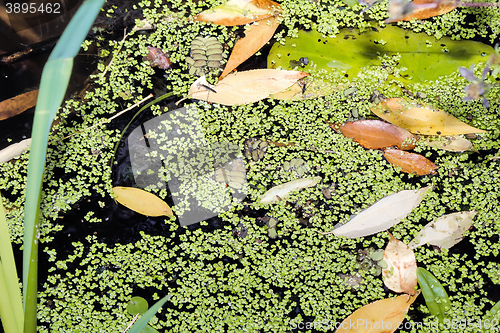 Image of Fallen leaves and algae on the surface of the pond.