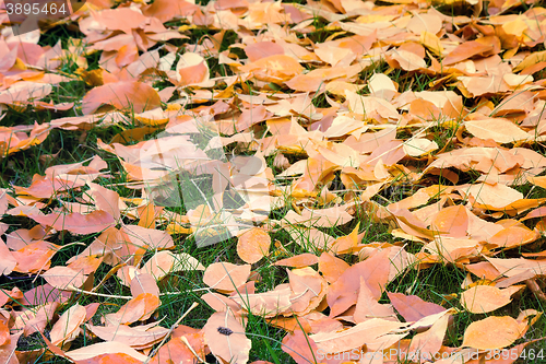 Image of Fallen red leaves of aspen on a background of green moss on the 