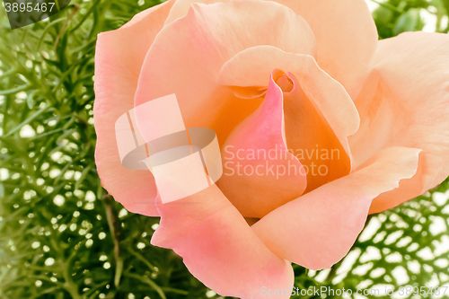 Image of Beautiful blooming rose on a background of green leaves