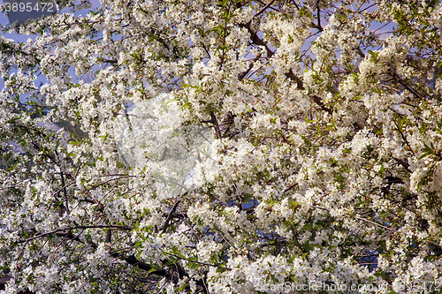 Image of Branch of blossoming cherry against the blue sky.