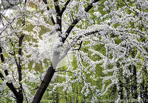 Image of Abundant flowering plum tree.