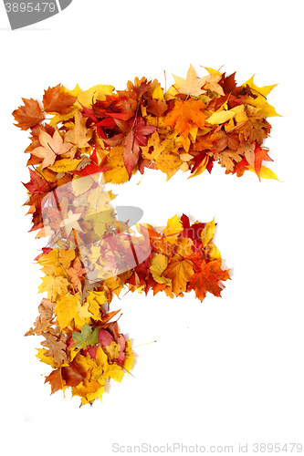 Image of alphabet sign from autumn leaf 