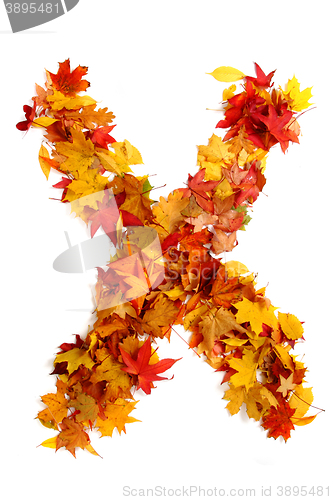 Image of alphabet sign from autumn leaf 