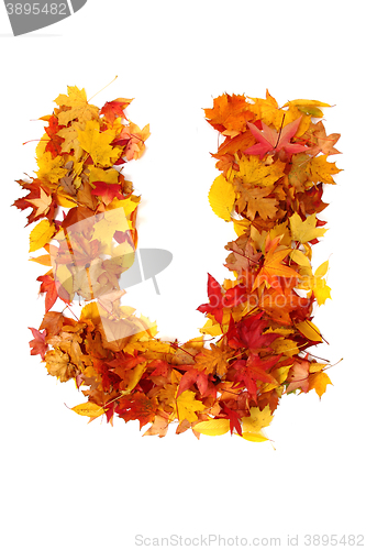 Image of alphabet sign from autumn leaf 