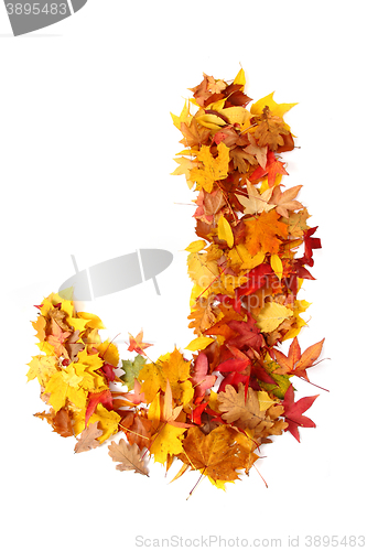 Image of alphabet sign from autumn leaf 