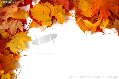 Image of autumn leaves isolated