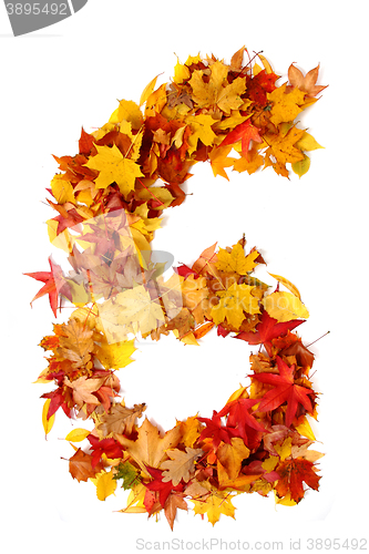 Image of alphabet sign from autumn leaf 