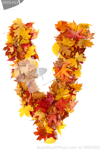 Image of alphabet sign from autumn leaf 