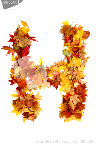 Image of alphabet sign from autumn leaf 