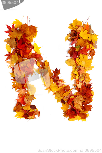 Image of alphabet sign from autumn leaf 