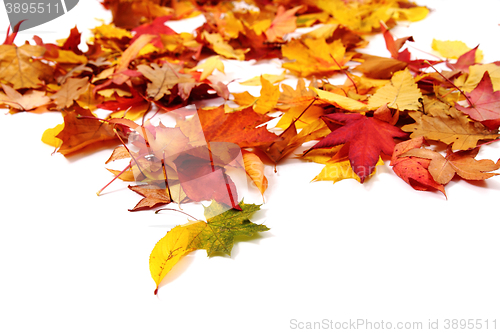 Image of autumn leaves isolated