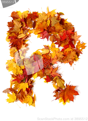 Image of alphabet sign from autumn leaf 