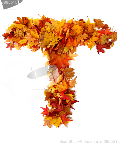 Image of alphabet sign from autumn leaf 