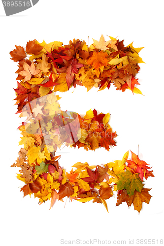 Image of alphabet sign from autumn leaf 