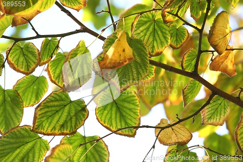 Image of Yellow Autumn Leafs