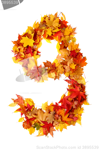 Image of alphabet sign from autumn leaf 