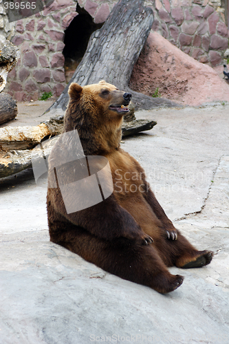 Image of Animals, BROWN BEAR