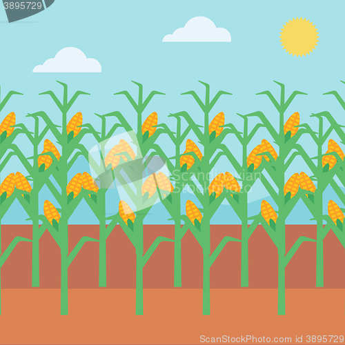 Image of Background of corn field.