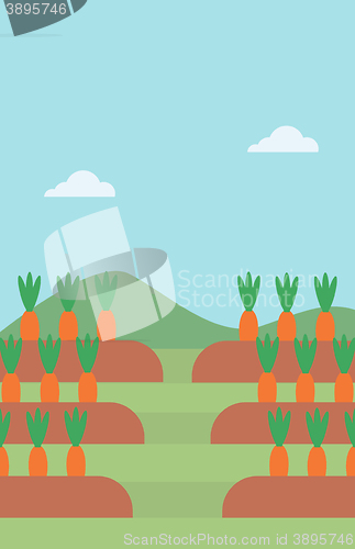 Image of Background of carrots growing on field 