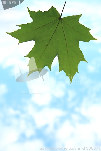 Image of Maple Leaf