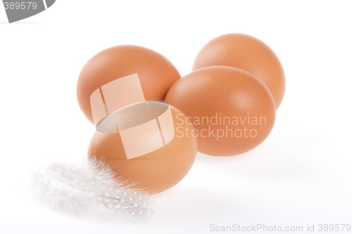 Image of Egg, Feather