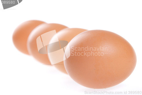 Image of Egg, Bird