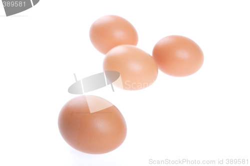 Image of Egg, Bird