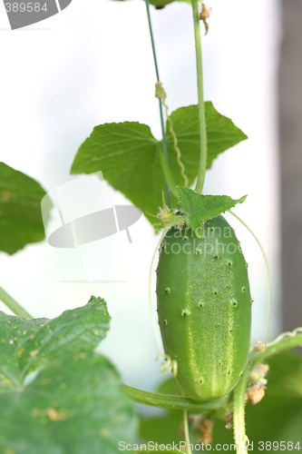 Image of Cucumber on Branch