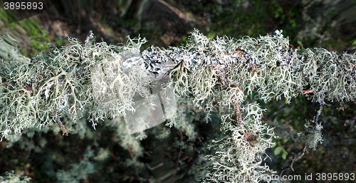 Image of In realm of fine mosses and lichens