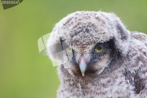 Image of owl portrait young closeup