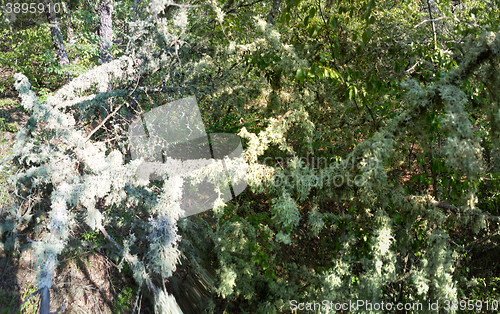 Image of In realm of fine mosses and lichens