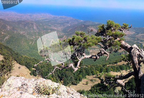 Image of Magnificent Crimea.  old pine mountains to blue sea