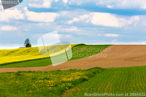 Image of Beautiful summer rural landscape