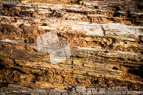 Image of Old bark detail