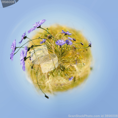 Image of little planet with blue cornflowers