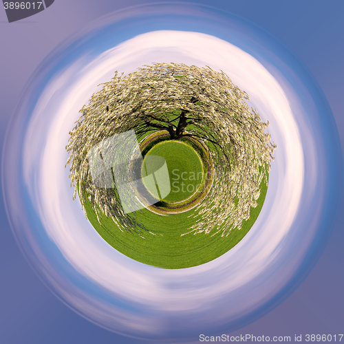 Image of tiny planet spring flowering tree in countryside