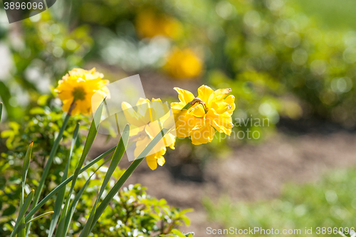 Image of Daffodils in a home garden