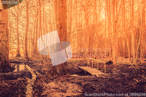 Image of Bridge in a fairytale forest