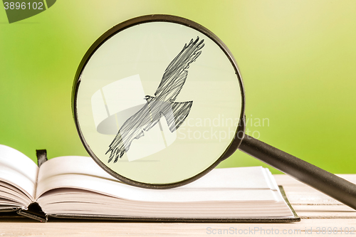 Image of Bird search with a magnifying glass