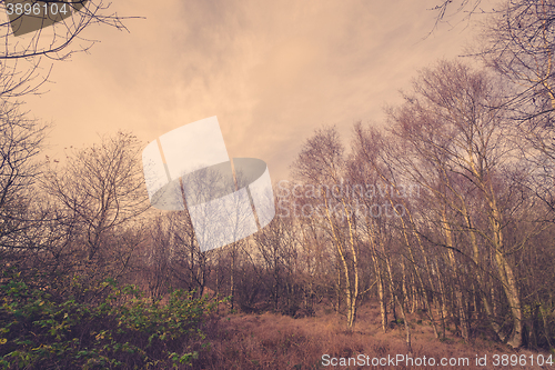 Image of Forest in Denmark with birch trees