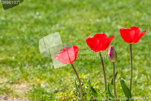 Image of Red tulips in a garden