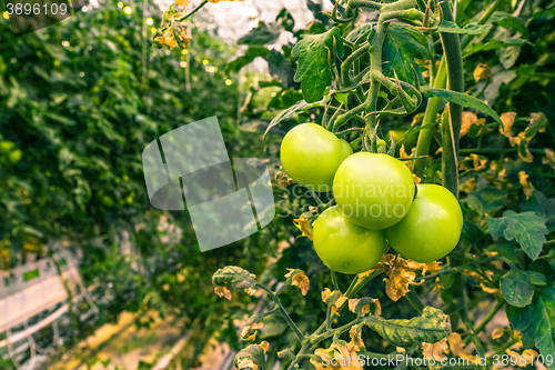 Image of Fresh green tomatoes in a greenery