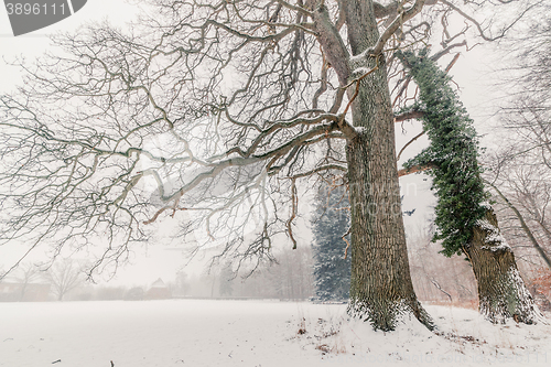 Image of Magical trees in a winter scenery