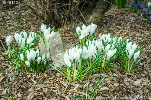 Image of White crocus flower in a garden with bark