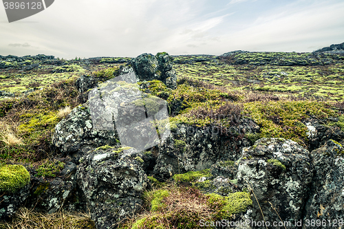 Image of Moss on a lava field in iceland